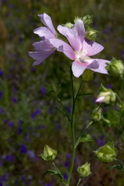 Close-up van roze bloeiende wilde bloemen op een onscherpe achtergrond van gras weide, selectieve focus — Stockfoto