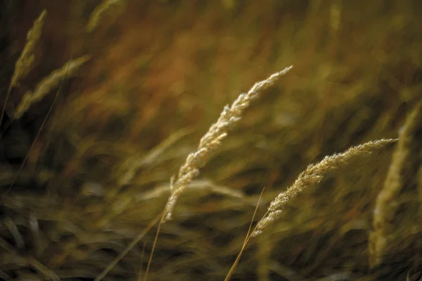 Närbild av höga gula spikelets mot bakgrund av en vissnad höst äng och en suddig himmel, selektiv fokus — Stockfoto