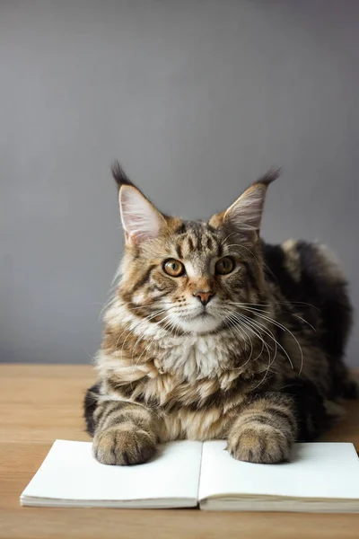 Κοντινό πορτραίτο της γάτας του Μέιν Κουν που κάθεται σε ένα ξύλινο τραπέζι και διαβάζει ένα βιβλίο, επιλεκτική εστίαση, χώρο αντιγραφής — Φωτογραφία Αρχείου