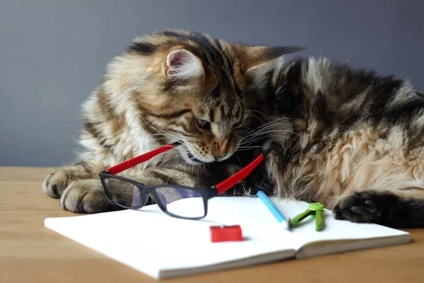 Portrait of Maine Coon cat lies on a wooden table near an open notebook with a pencil, sharpener, pair of compasses and holds glasses in his teeth, selective focus, copy space — Stock Photo, Image