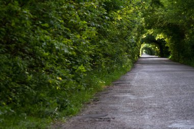 Orman arasında asfalt yol, yol üzerinde ağaç dalları yakınsama, seçici odak