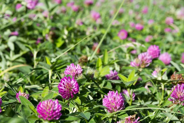Close-up of clover flowers on blurred clover field background, selective focus