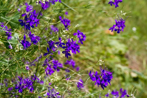 Primer plano de flores silvestres púrpuras sobre un fondo borroso de prado de hierba, enfoque selectivo — Foto de Stock
