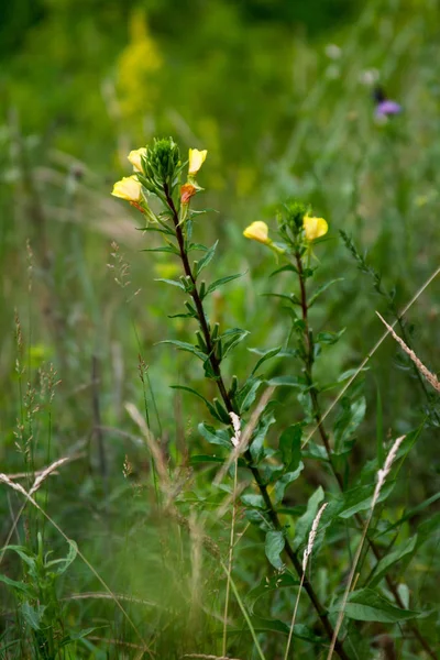 Close-up van gele bloemen met dunne bloemblaadjes op een onscherpe achtergrond van groene zomer weide — Stockfoto