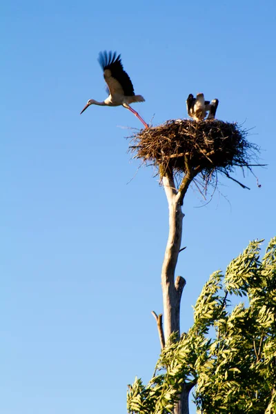 Family of white storks in a nest on a dry tree post, selective focus — Stock Photo, Image
