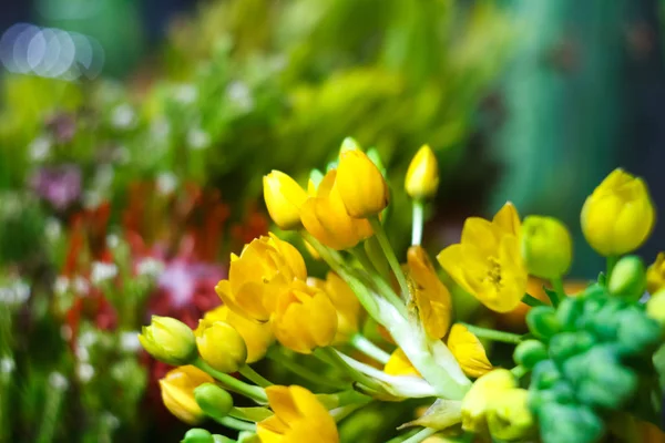 Close-up extremo de um buquê de ranúnculos amarelos em um fundo borrado de uma loja de flores, foco seletivo — Fotografia de Stock