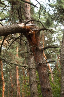 Bulanık bir orman arka plan, seçici odak karşı eski, kuru, buruşuk ağaç