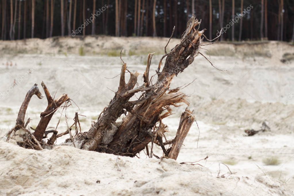 Close-up of a distorted driftwood on a sandy beach by the river on a blurry background of pine forest, selective focus