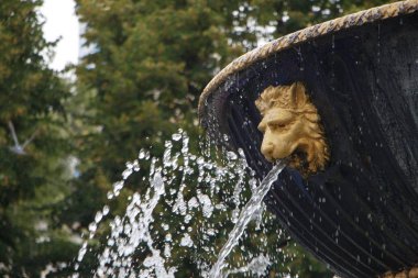 Yakın çekim taş çeşme kase ve yeşil ağaçların bulanık bir arka plan üzerinde altın bir aslan çeşme ağız, seçici odak