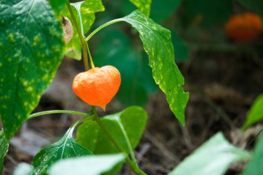Bulanık orman arka plan üzerinde yeşil dalları turuncu fezalis çiçek yakın çekim, seçici odak
