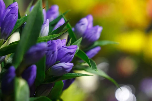 Extreme Nahaufnahme eines Straußes frischer Alstroemeria-Blumen, geschlossene Knospen auf verschwommenem Hintergrund eines Blumengeschäfts — Stockfoto