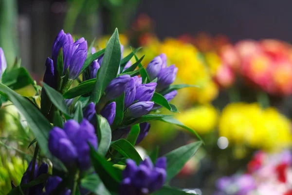 Close-up extremo de um buquê de flores de alstroemeria frescas, botões fechados em um fundo borrado de uma loja de flores — Fotografia de Stock