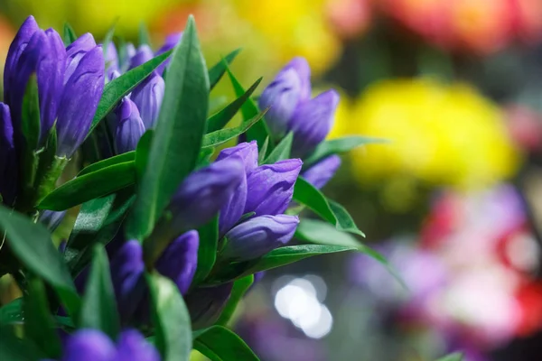 Close-up extremo de um buquê de flores de alstroemeria frescas, botões fechados em um fundo borrado de uma loja de flores — Fotografia de Stock