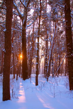 Karlı bir ormanda gün batımı ve ağaçların dalları ile güneş ışınları, seçici odak