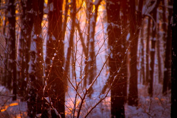 Primo piano di gocce congelate su un ramo d'albero, tramonto in una foresta innevata e i raggi del sole attraverso i rami degli alberi, focus selettivo — Foto Stock