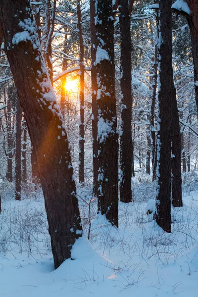 Tramonto in una foresta innevata e i raggi del sole tra i rami degli alberi, focus selettivo — Foto Stock