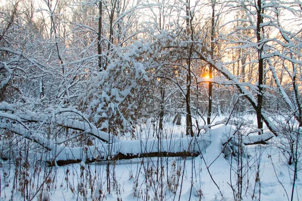 Bosco invernale nella neve e cumuli di neve, alberi caduti sotto la neve sullo sfondo di un tramonto arancione, focus selettivo — Foto Stock