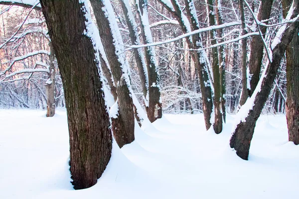 Foresta invernale in cumuli di neve, boscaglia invalicabile di alberi in inverno al tramonto, attenzione selettiva — Foto Stock