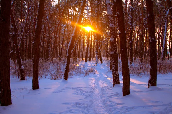 Tramonto in una foresta innevata, un sentiero nella neve e i raggi del sole tra i rami degli alberi, focus selettivo — Foto Stock