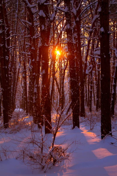Karlı bir ormanda gün batımı ve ağaçların dalları ile güneş ışınları, seçici odak