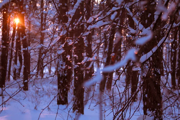 Primo piano di gocce congelate su un ramo d'albero, tramonto in una foresta innevata e i raggi del sole attraverso i rami degli alberi, focus selettivo — Foto Stock