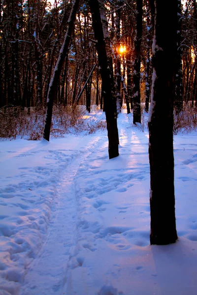 Tramonto in una foresta innevata, un sentiero nella neve e i raggi del sole tra i rami degli alberi, focus selettivo — Foto Stock