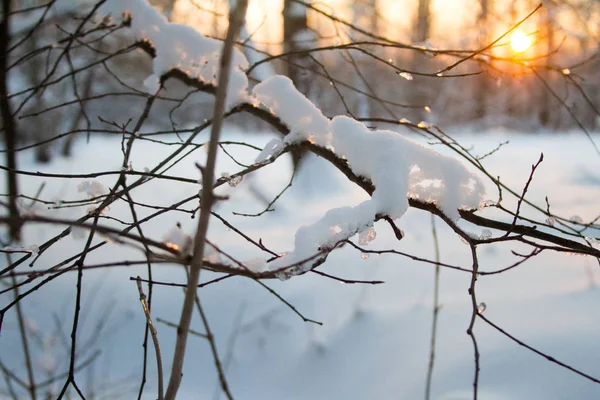 Närbild av frysta droppar på en trädgren, solnedgång i en snöig skog och solens strålar genom trädgrenar, selektiv fokus — Stockfoto