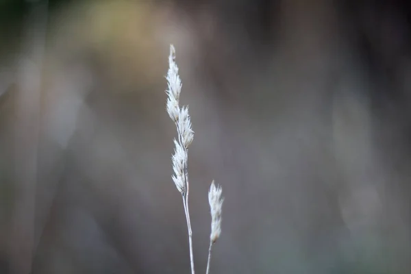 Close up of tall yellow spikelets against the backdrop of a blurry forest, selective focus — Stock Photo, Image