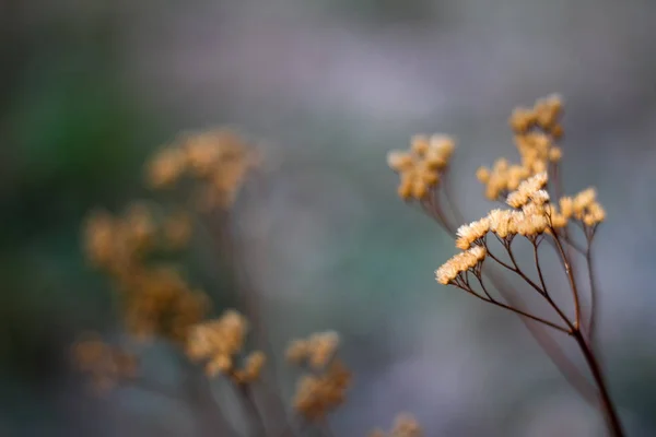 Närbild på en höst torkad paraply formad vild blomma på suddig skogs bakgrund, selektiv fokus — Stockfoto