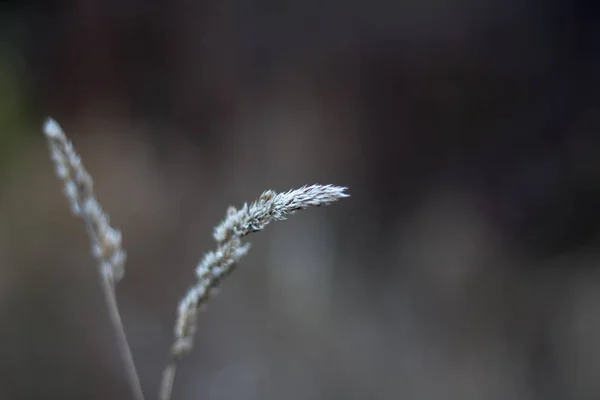 Närbild av höga gula spikelets mot bakgrund av en suddig skog, selektiv fokus — Stockfoto