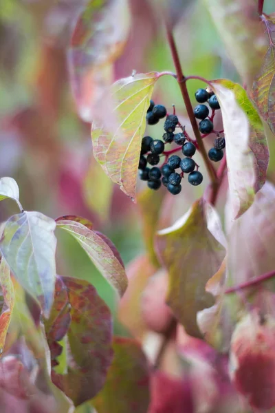 Bacche secche nere su uno sfondo di foglie appassite di uva selvatica, messa a fuoco selettiva — Foto Stock