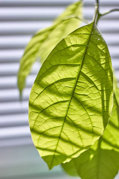 Крупный план листвы молодого авокадо на окне с жалюзи, избирательный фокус — стоковое фото