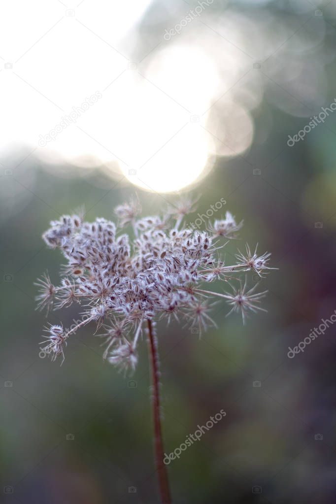 Close-up of an autumn dried flower of queen Annes Lace, Wild Carrot, Daucus carota on blurred forest background, selective focus