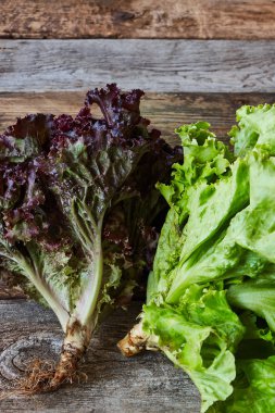 Eski pürüzlü ahşap yüzey, sağlıklı beslenme konsepti, seçici odak üzerinde kök ile yeşil ve kırmızı taze marul