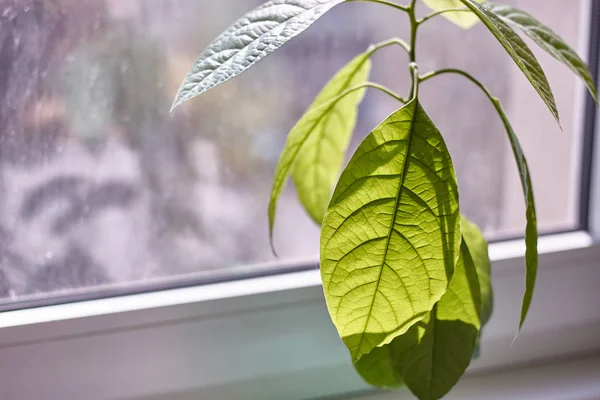Крупный план листвы молодого авокадо у дождливого окна, избирательный фокус — стоковое фото