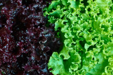 Two types of green and red coral lettuce with a clear border between them, the concept of a healthy diet and vitamins, selective focus clipart