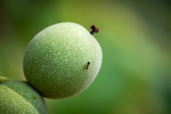 Extremo close-up de uma noz verde e uma formiga rastejando sobre ele, foco seletivo — Fotografia de Stock