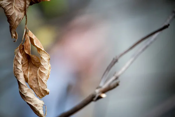 Gros plan feuilles flétries sur une branche sur un fond flou, mise au point sélective — Photo