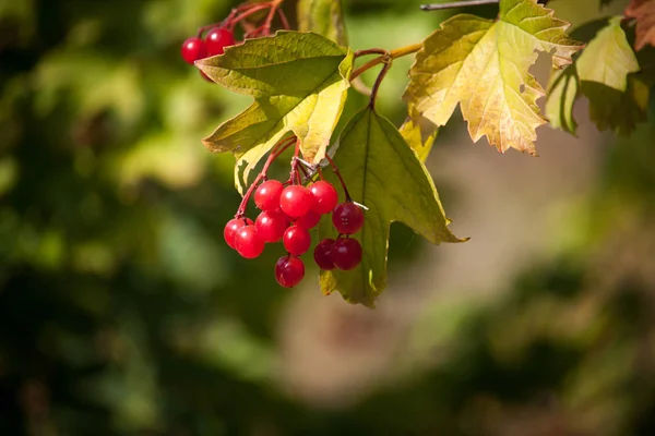 Luminoso rosso viburno opulus bacche sul ramo nel giardino autunnale nella giornata di sole, messa a fuoco selettiva — Foto Stock