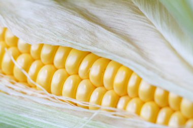 Ahşap şükran masa, beyaz tuğla fon, seçici odak üzerinde son derece yakın çekim sonbahar mısır