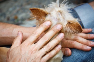 Bir adam kollarında küçük bir Yorkshire terrier tutar, seçici odak