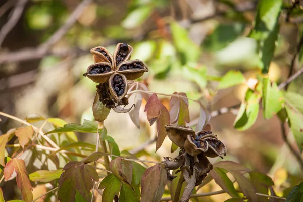 Nahaufnahme von Pfingstrosensamen vor verschwommenem Gartenkulisse, Paeonia suffruticosa, selektiver Fokus — Stockfoto