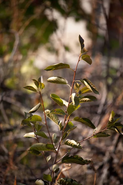 Närbild grön gren av ett körsbärsträd på en suddig bakgrund av höst trädgården, selektiv fokus — Stockfoto