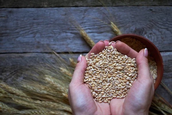 Ovanifrån av kvinnliga handflator som håller en handfull vete mot bakgrund av spikelets på en mörk träyta, selektivt fokus — Stockfoto