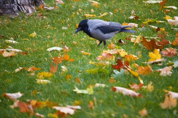 Close-up of hoodie and yellow maple leaves on the green grass of the lawn, selective focus — Stock Photo, Image