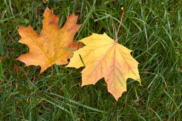 Close-up of yellow maple leaves on the green grass of the lawn, selective focus — Stock Photo, Image