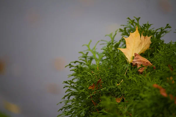 Крупный план листьев желтого клена в ветвях можжевельника, селективная фокусировка — стоковое фото