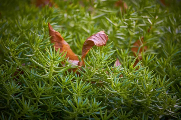 Close-up green stonecrop and fallen autumn leaf, selective focus — Stock Photo, Image