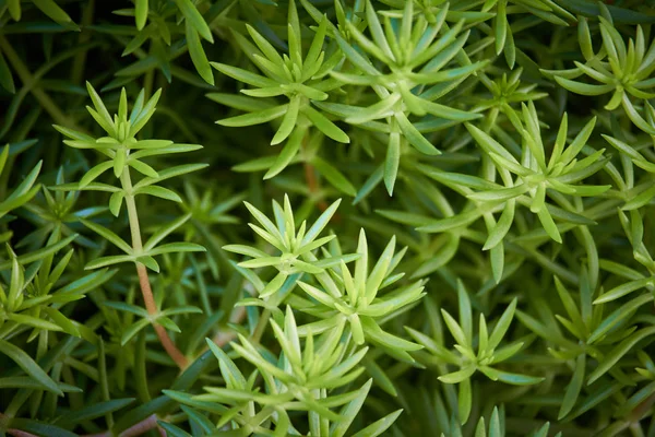 Extremely close-up green stonecrop linear, selective focus — Stock Photo, Image