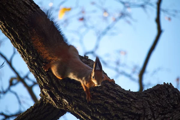 Ardilla roja se sienta en una rama de árbol contra el cielo azul —  Fotos de Stock